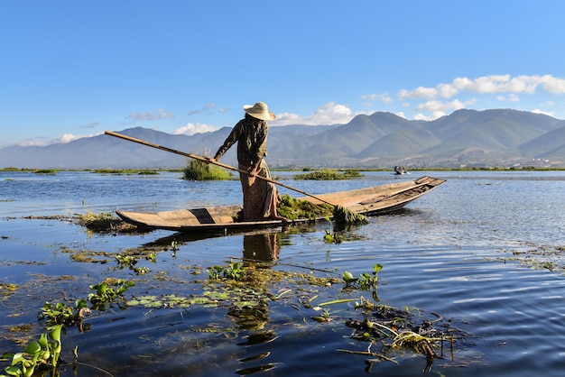 Inle местная леди Мьянмы, собирающая зеленую травку на лодке.