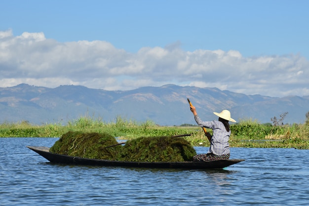 Foto signora locale di myanmar di inle che raccoglie erbaccia verde sulla barca.