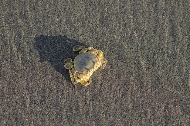 Innani strand cox's bazar