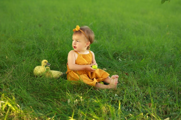 Innocent toddler is sitting on grass next to ducklings