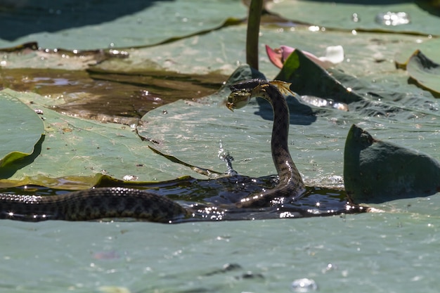 Serpente innocuo a caccia della rana.