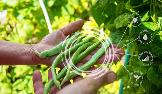 Innovatie slim landbouwbedrijfssysteem Gebruik kunstmatige intelligentie door agronoom