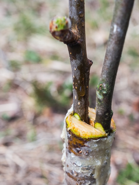 Inoculation in the spring of apple trees in raspis. 