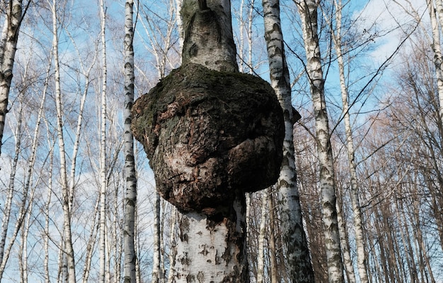 Inonotus obliquus or Chaga mushroom on trunk birch tree