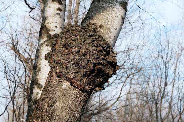 일반적으로 차가 버섯이라고 불리는 Inonotus obliquus