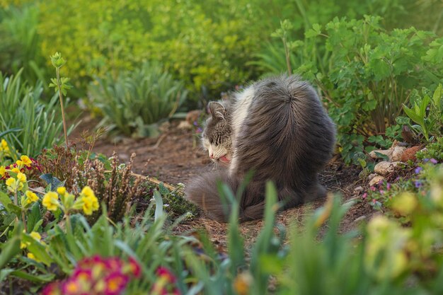 好奇心旺盛な猫が役に立つ草を食べている 動物たちの散歩と草を食べる