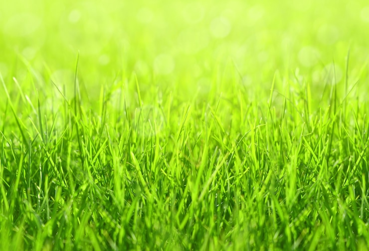 Foto inschrijving lente helder groen gras verlicht door zonlicht