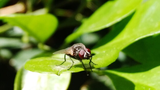 Insect animal wildlife leaf animals in the wild one animal animal themes no people close-up day outdoors nature 3xspunity 3xsphotographyunity