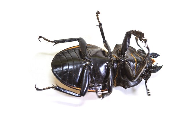 Фото Насекомое, жук, жук, в роде odontolabis