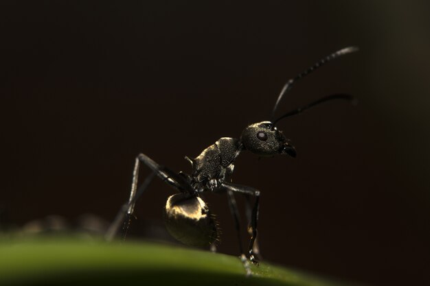 Insect blad macro kleine dieren tuin