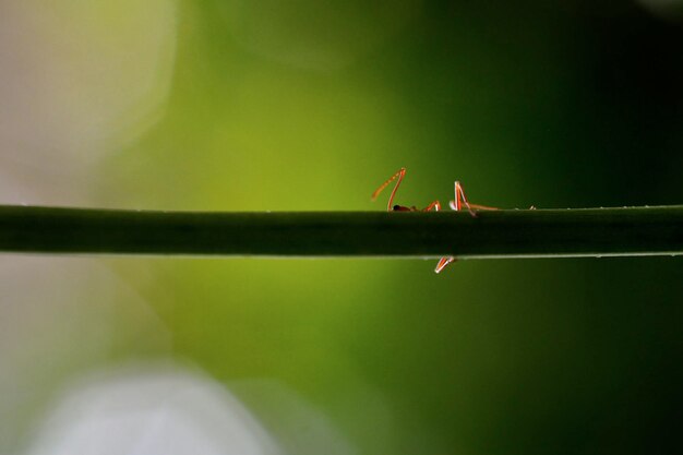 Photo insect on blade of plant stem