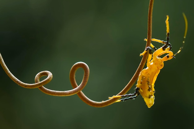 Photo insect on branch