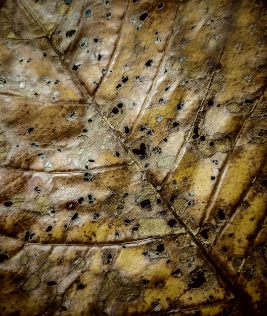 Photo insect catching dry leaves texture background