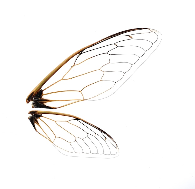 사진 곤충 매미 날개 흰색 배경에 고립