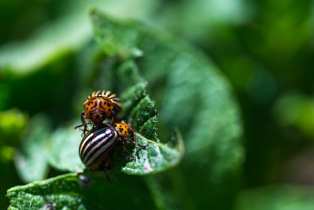 Insect Colorado beetle