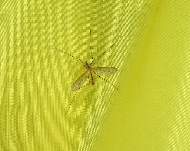 Insect Crane Fly