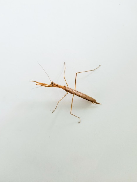 Insect dat in de volksmond bekend staat als stokinsect op een boerderij in Rio de Janeiro