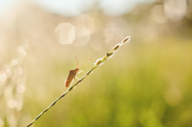 Insect dat op het gras in het avond licht neerstrijkt