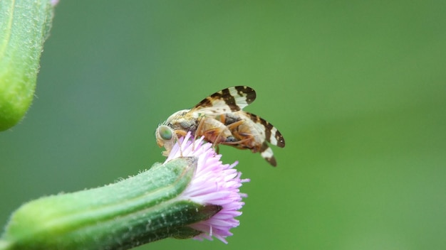 insect doing mating in nature