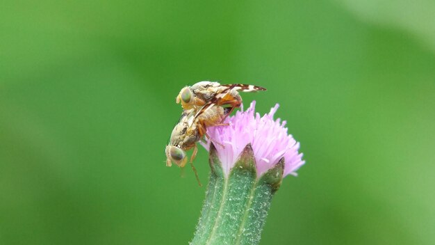 insect doing mating in nature