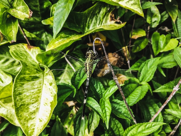 Foto insect draken vliegen op blad