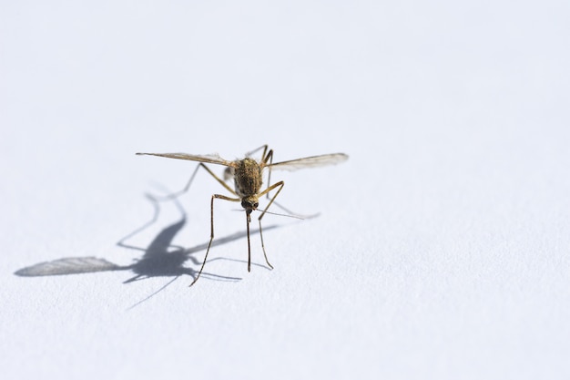 Insect drinking blood, mosquito