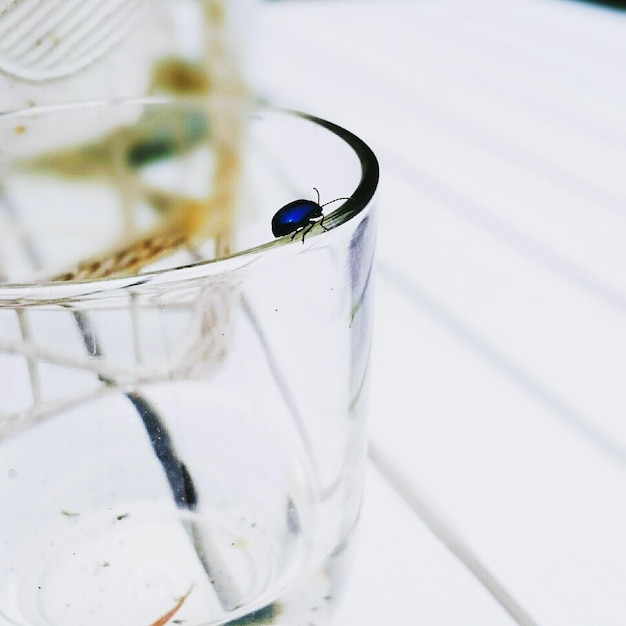 Insect on drinking glass