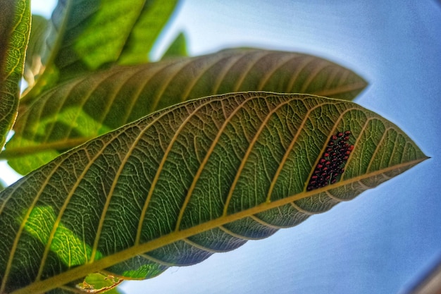 写真 グアバの葉の上の昆虫の卵