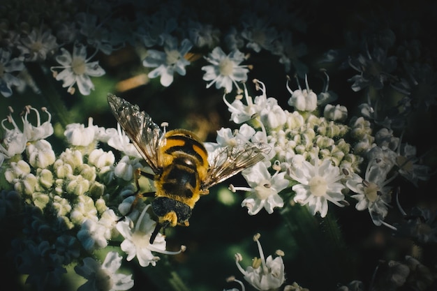 Insect feeding on a flower