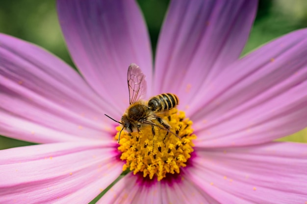 Insect feeding on a flower