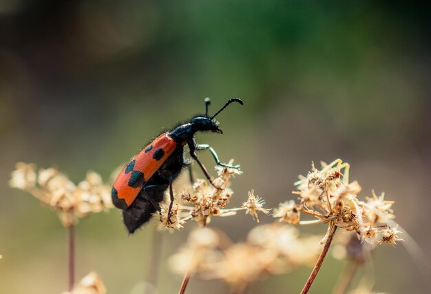 Insect feeding on a flower