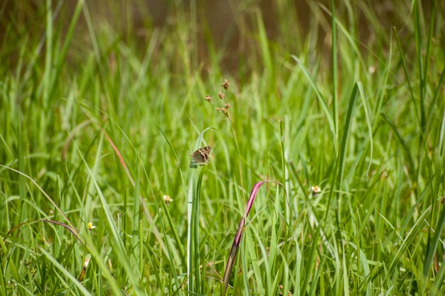 Foto insetto su un campo