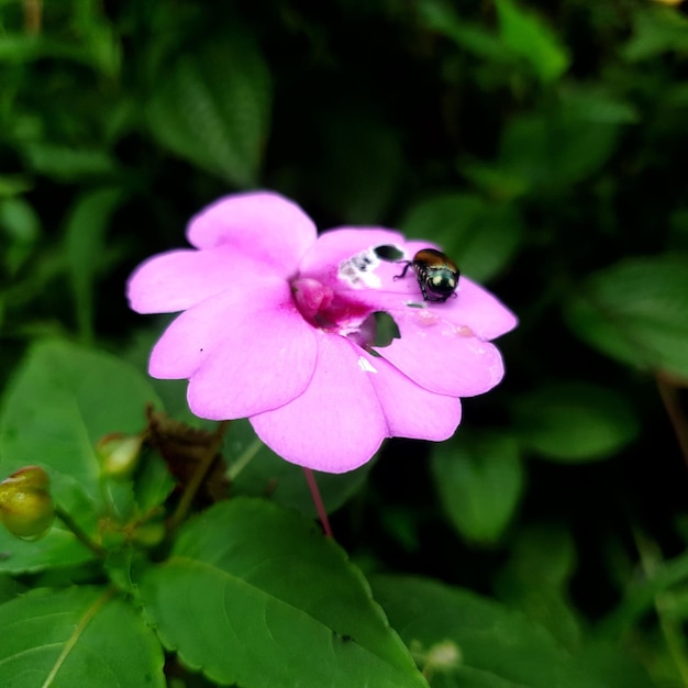 花の昆虫高品質の写真の背景の美しさ