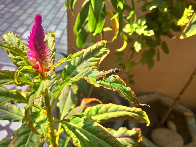 Foto insetto su una pianta da fiore in giardino