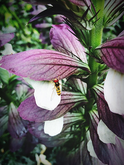 Foto insetto sul fiore