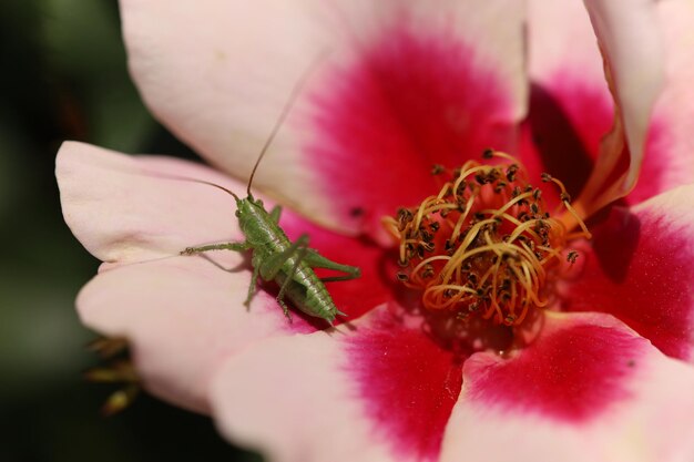 花に虫。