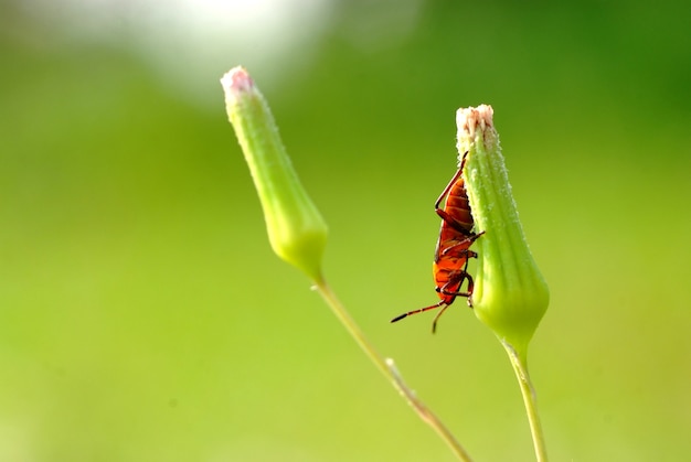 昆虫と花