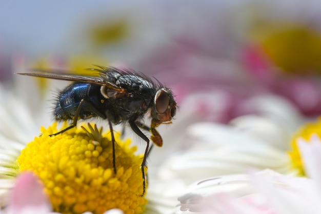Муха насекомого ест пыльцу на желтом цветке ромашки, распространяет инфекцию