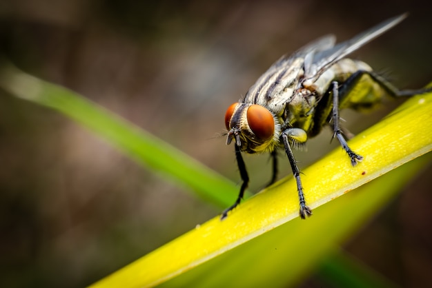 Insect fly on on green leaf.