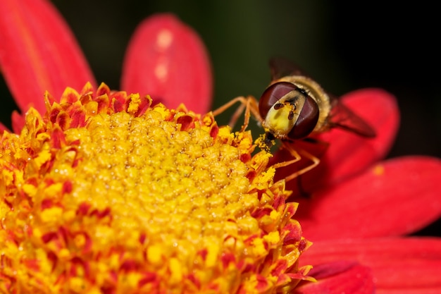 Insect fly hoverfly on a chrysanthemum flower close-up macro photography in a garden sunny autumn day