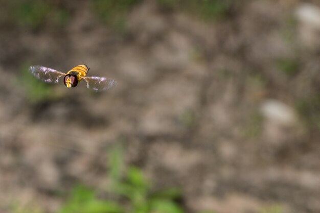 Insect flying