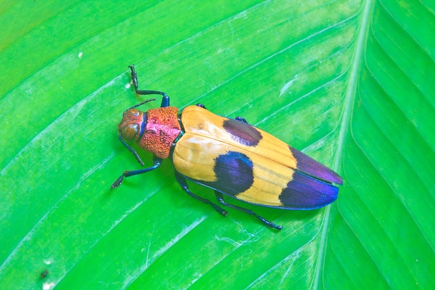 insect from Thailand