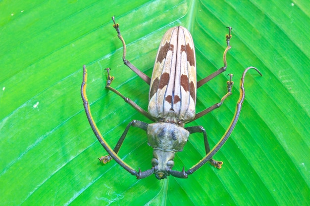 insect from Thailand