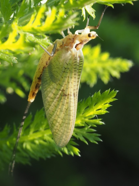 an insect on the grass