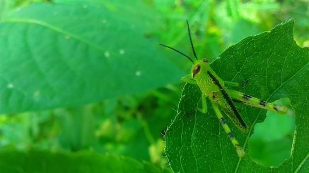 昆虫緑の背景