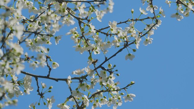 Insect honey bee pollinates blossom cherry or apple small white flowers on tree branches blossoming