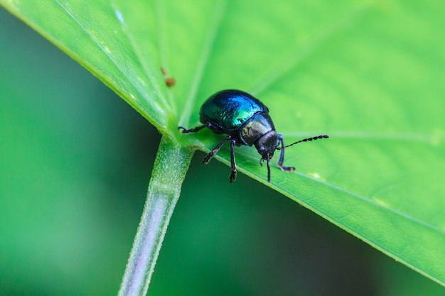 insect in aardachtergrond