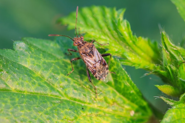 insect in aardachtergrond