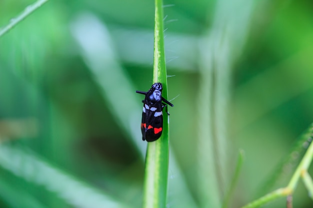 insect in aardachtergrond