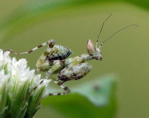 Insect is depicted in a state of prayer while sitting atop a white flower against a green background